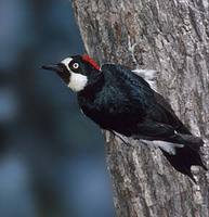 Acorn Woodpecker (Melanerpes formicivorus) photo