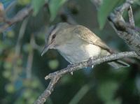 Black-whiskered Vireo (Vireo altiloquus) photo