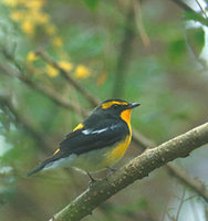 Narcissus Flycatcher (Ficedula narcissina) photo