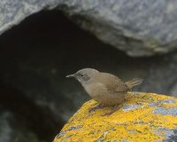 House Wren (Troglodytes aedon) photo