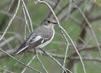 Collared Flycatcher (Ficedula albicollis) photo