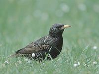 European (Common) Starling (Sturnus vulgaris) photo