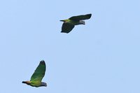 Blue-headed Parrot - Pionus menstruus