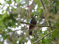 Crested Quetzal - Pharomachrus antisianus