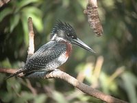 Giant Kingfisher - Megaceryle maximus