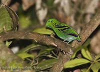 Green Broadbill - Calyptomena viridis