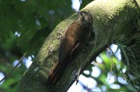 Planalto Woodcreeper - Dendrocolaptes platyrostris