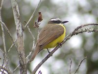 Boat-billed Flycatcher - Megarynchus pitangua