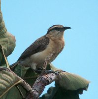 Bicoloured Wren - Campylorhynchus griseus