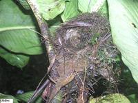 White-breasted Wood-Wren - Henicorhina leucosticta