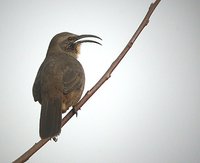 California Thrasher - Toxostoma redivivum