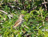 Wing-snapping Cisticola - Cisticola ayresii