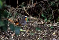 Cape Robin-Chat - Cossypha caffra