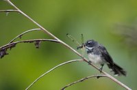 Pied Fantail - Rhipidura javanica