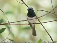 Leaden Flycatcher - Myiagra rubecula