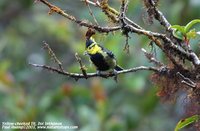 Yellow-cheeked Tit - Parus spilonotus