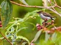 Fire-breasted Flowerpecker - Dicaeum ignipectus