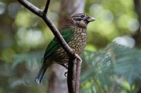 Spotted Catbird - Ailuroedus melanotis