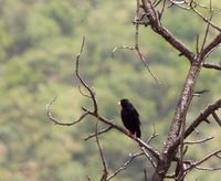 Purple Indigobird - Vidua purpurascens