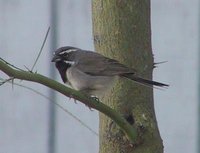 Black-throated Sparrow - Amphispiza bilineata