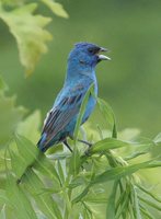 Indigo Bunting - Passerina cyanea