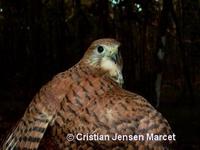 Mauritius Kestrel