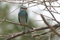 European Roller