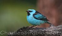 Male Blue Dacnis Dacnis cayana