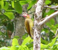 Golden-olive Woodpecker