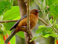 Rufous-browed Conebill Flickr