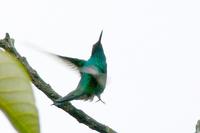 Colibri Grande - Sparkling Violetear - Colobri coruscans