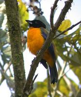 Black-chinned Mountain-Tanager