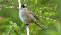 Golden-crowned Sparrow