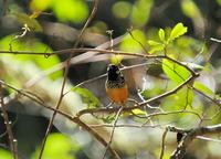 Spangle-cheeked Tanager  