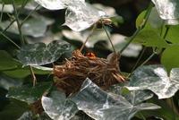 Red Headed Oriole on Nest