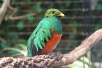 Golden Headed Quetzal