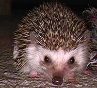 HEDGEHOG - Atelerix frontalis