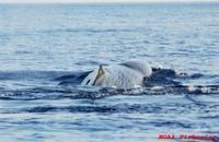 Sperm whale body