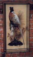 Pheasant