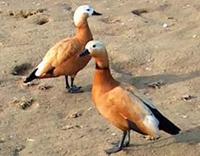 RUDDY SHELDUCK Tadorna ferruginea