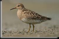 Pectoral Sandpiper, Jamaica Bay, NY