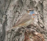 Bluethroat Erithacus svecicus   One or two in most places.