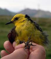 Citrine wagtail Motacilla citreola