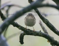 Dusky Warbler (Phylloscopus fuscatus)