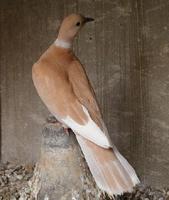 Ring neck dove -  Streptopelia risoria