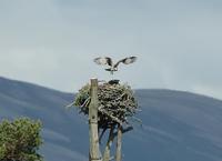 Pandion haliaetus