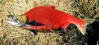 Sockeye Salmon Oncorhynchus nerka