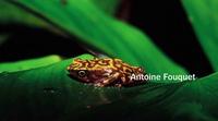 : Atelopus spumarius babotini; At