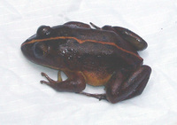 : Aubria masako; Masako Fishing Frog