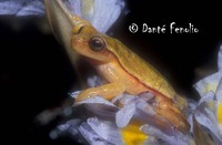 : Dendropsophus anataliasiasi